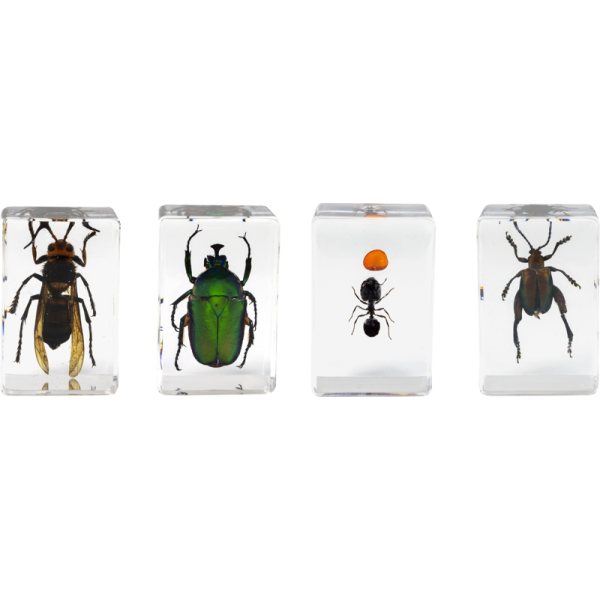 Celestron Microscope sample 3D bug Kit #5