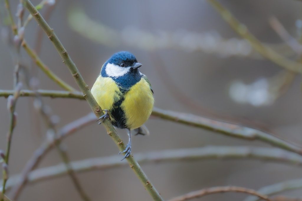 tit, great tit, bird-8620213.jpg